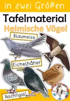 Vorschau - Präsentationen/Tafelbilder - Tafelmaterial - Vögel - Bild- und Wortkarten - Deckblatt