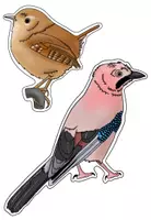 Vorschau - Präsentationen/Tafelbilder - Tafelmaterial - Vögel - Bild- und Wortkarten - Seite 3