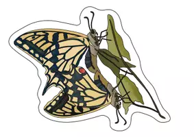 Vorschau - Poster - Vom Ei zum Schmetterling: Tafelmaterial - Lebenszyklus des Schwalbenschwanzes mit Bild- & Textkarten - Seite 3