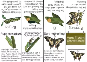 Vorschau - Stationenlernen - Vom Ei zum Schmetterling - Merkheft zum Falten ohne Kleben - Vorlage - Seite 3