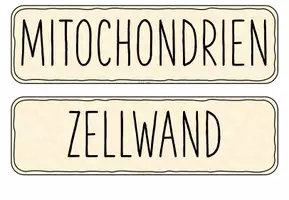 Vorschau - Präsentationen/Tafelbilder - Tafelkarten: Pflanzenzelle (Bestandteile und Funktionen) - Seite 1