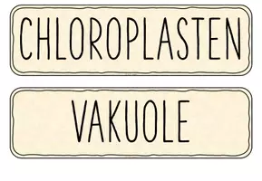 Vorschau - Präsentationen/Tafelbilder - Tafelkarten: Pflanzenzelle (Bestandteile und Funktionen) - Seite 2