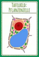 Vorschau - Präsentationen/Tafelbilder - Tafelbild/Tafelkarte: Pflanzenzelle - Deckblatt