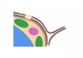 Vorschau - Präsentationen/Tafelbilder - Tafelbild/Tafelkarte: Pflanzenzelle - Seite 3