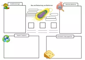 Vorschau - Arbeitsblätter - Gruppenpuzzle - Bedeutung von Bakterien - Seite 3