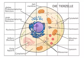 Vorschau - Spiele - Tierzellen und Pflanzenzellen - 2x Puzzles - Seite 2