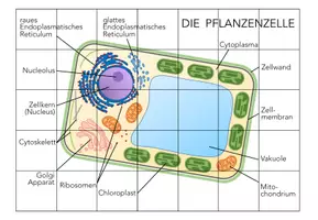 Vorschau - Spiele - Tierzellen und Pflanzenzellen - 2x Puzzles - Seite 3
