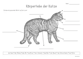 Vorschau - Arbeitsblätter - Freebie - Körperteile der Katze - Arbeitsblatt - Seite 1