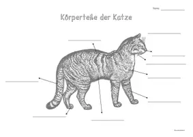 Vorschau - Arbeitsblätter - Freebie - Körperteile der Katze - Arbeitsblatt - Seite 2