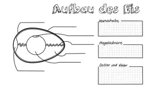 Vorschau - Arbeitsblätter - Ei untersuchen + Sketchnote - Seite 3