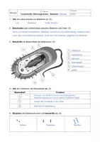 Vorschau - Arbeitsblätter - Kurzkontrolle Infektionskrankheiten Bakterien Klasse 9 Bio - Seite 2