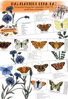 Vorschau - Mal- und Bastelvorlagen - Schmetterlingsarten Leporello (Teil 1) - Deckblatt