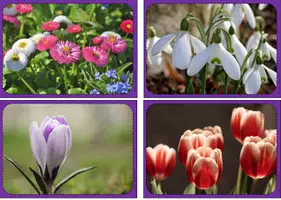 Vorschau - Poster - Bilderkiste Fotokarte Frühling Frühblüher - Seite 2