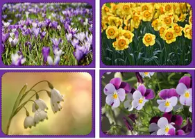 Vorschau - Poster - Bilderkiste Fotokarte Frühling Frühblüher - Seite 3