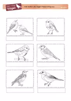 Vorschau - Arbeitsblätter - Die häufigsten heimischen Vögel Klasse 1/2 Tafelbild & ABs - Seite 2
