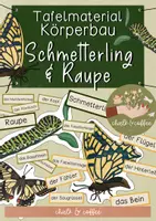Vorschau - Bildkarten - Tafelmaterial Körperbau Schmetterling & Raupe - Legematerial Schwalbenschwanz - Deckblatt
