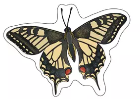 Vorschau - Bildkarten - Tafelmaterial Körperbau Schmetterling & Raupe - Legematerial Schwalbenschwanz - Seite 1