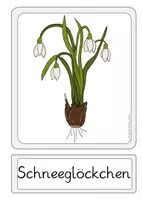Vorschau - Mal- und Bastelvorlagen - Tafelmaterial Frühblüher Karten Aushang Frühling - Seite 1