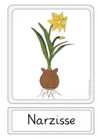 Vorschau - Mal- und Bastelvorlagen - Tafelmaterial Frühblüher Karten Aushang Frühling - Seite 3
