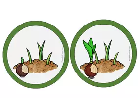 Vorschau - Poster - Das Tulpenjahr Tafelmaterial Die Tulpe Frühling - Seite 2
