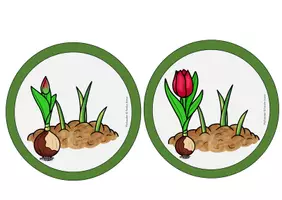 Vorschau - Poster - Das Tulpenjahr Tafelmaterial Die Tulpe Frühling - Seite 3