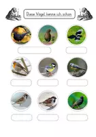 Vorschau - Arbeitsblätter - Vogelbeobachtung- Gartenvögel Arbeitsblatt - Seite 3