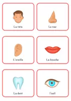 Aperçu - Cartes / Images - Cartes éclair: Les parties du corps (36 Cartes) - Page 1