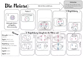 Vorschau - Arbeitsblätter - Die Meiose als Study Sheet - Seite 3
