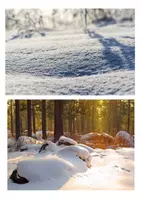 Vorschau - Arbeitsblätter - Kompetenzorientierter Kunstunterricht/ Kunst im Winter: Weiße Tiere im Schnee als Collage - Seite 3