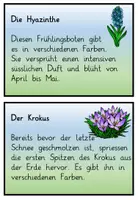 Vorschau - Aufgabenkarten - Frühling : Abschreibkartei Frühblüher - Seite 3