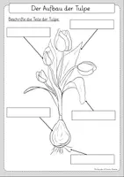 Vorschau - Arbeitsblätter - Materialpaket Tulpe 4 Materialien - Seite 1