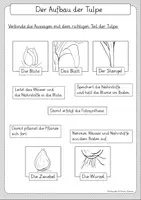 Vorschau - Arbeitsblätter - Materialpaket Tulpe 4 Materialien - Seite 2