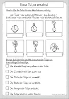 Vorschau - Arbeitsblätter - Materialpaket Tulpe 4 Materialien - Seite 3