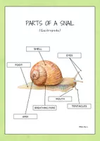 Vorschau - Arbeitsblätter - Körperteile einer gewöhnlichen Schnecke auf Englisch. - Deckblatt