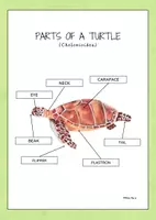 Aperçu - Feuilles d'exercices - Des parties du corps d’une tortue, en anglais. - Page 1