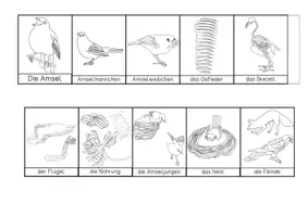 Vorschau - Arbeitsblätter - Amsel - Leporello - Seite 2