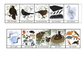 Vorschau - Arbeitsblätter - Amsel - Leporello - Seite 1