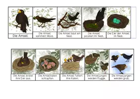 Vorschau - Arbeitsblätter - Amsel - Leporello - Seite 3