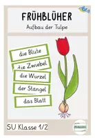 Vorschau - Arbeitsblätter - Materialpaket Die Tulpe als Frühblüher Klasse 1-2 - Seite 1