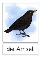 Vorschau - Präsentationen/Tafelbilder - Tafelmaterial Amsel - Seite 1
