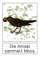 Vorschau - Präsentationen/Tafelbilder - Tafelmaterial Amsel - Seite 2