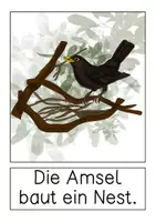Vorschau - Präsentationen/Tafelbilder - Tafelmaterial Amsel - Seite 3