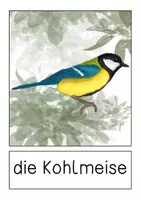Vorschau - Präsentationen/Tafelbilder - Kohlmeise - Tafelmaterial - Seite 1