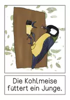 Vorschau - Präsentationen/Tafelbilder - Kohlmeise - Tafelmaterial - Seite 3
