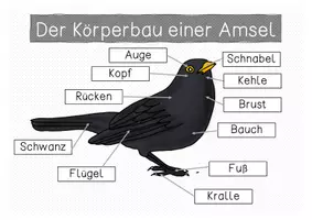 Vorschau - Arbeitsblätter - Amsel - Sammlung von Übersichtsblättern - Seite 1