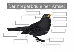 Vorschau - Arbeitsblätter - Amsel - Sammlung von Übersichtsblättern - Seite 2