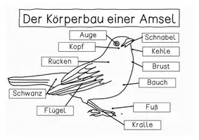 Vorschau - Arbeitsblätter - Amsel - Sammlung von Übersichtsblättern - Seite 3