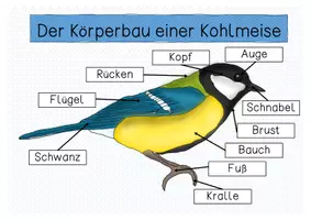 Vorschau - Stationenlernen - Materialpaket - Kohlmeise - Seite 1