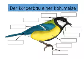 Vorschau - Stationenlernen - Materialpaket - Kohlmeise - Seite 2