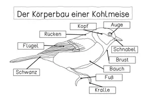 Vorschau - Stationenlernen - Materialpaket - Kohlmeise - Seite 3